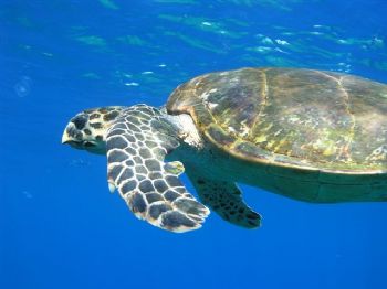 Red Sea Turtle by Coxy 